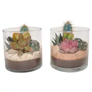 GARDENLINE Kakteen und Sukkulenten im Glas