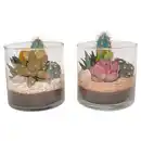 Bild 1 von GARDENLINE Kakteen und Sukkulenten im Glas