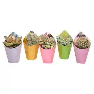 GARDENLINE Kakteen und Sukkulenten 5 cm