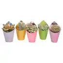 Bild 1 von GARDENLINE Kakteen und Sukkulenten 5 cm