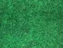 Bild 1 von Kunstrasen Grass Grün