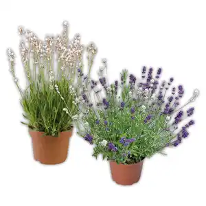 Lavendel "Duo" / Rosea