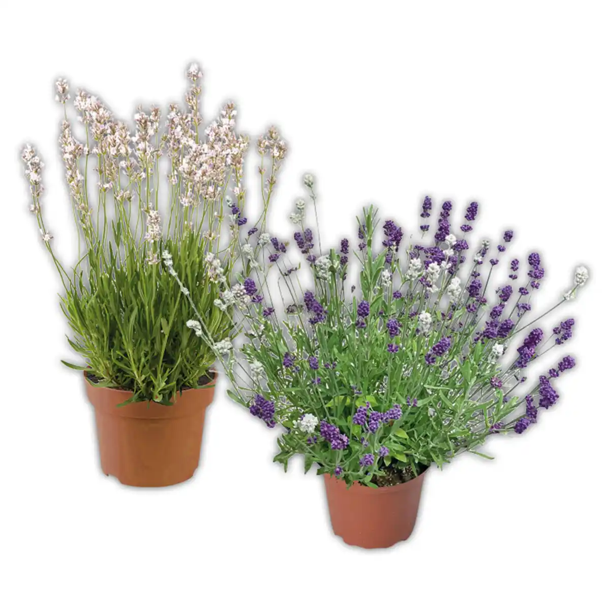 Bild 1 von Lavendel "Duo" / Rosea