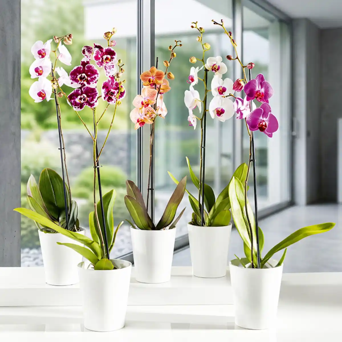 Bild 1 von Orchidee Phalaenopsis