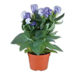 Eustoma