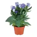 Bild 1 von Eustoma