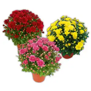 Garten-Chrysantheme