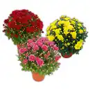 Bild 1 von Garten-Chrysantheme