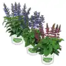 Bild 1 von Salvia "Salgoon Lake"