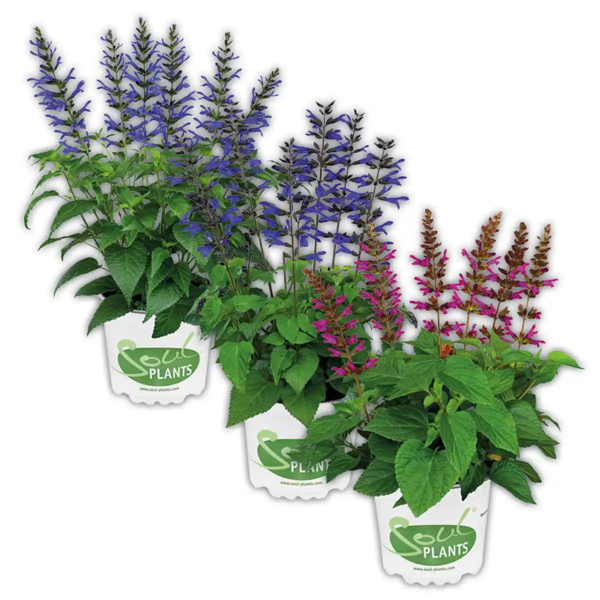 Bild 1 von Salvia "Salgoon Lake"