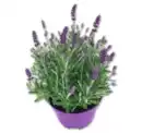 Bild 1 von Lavendel*