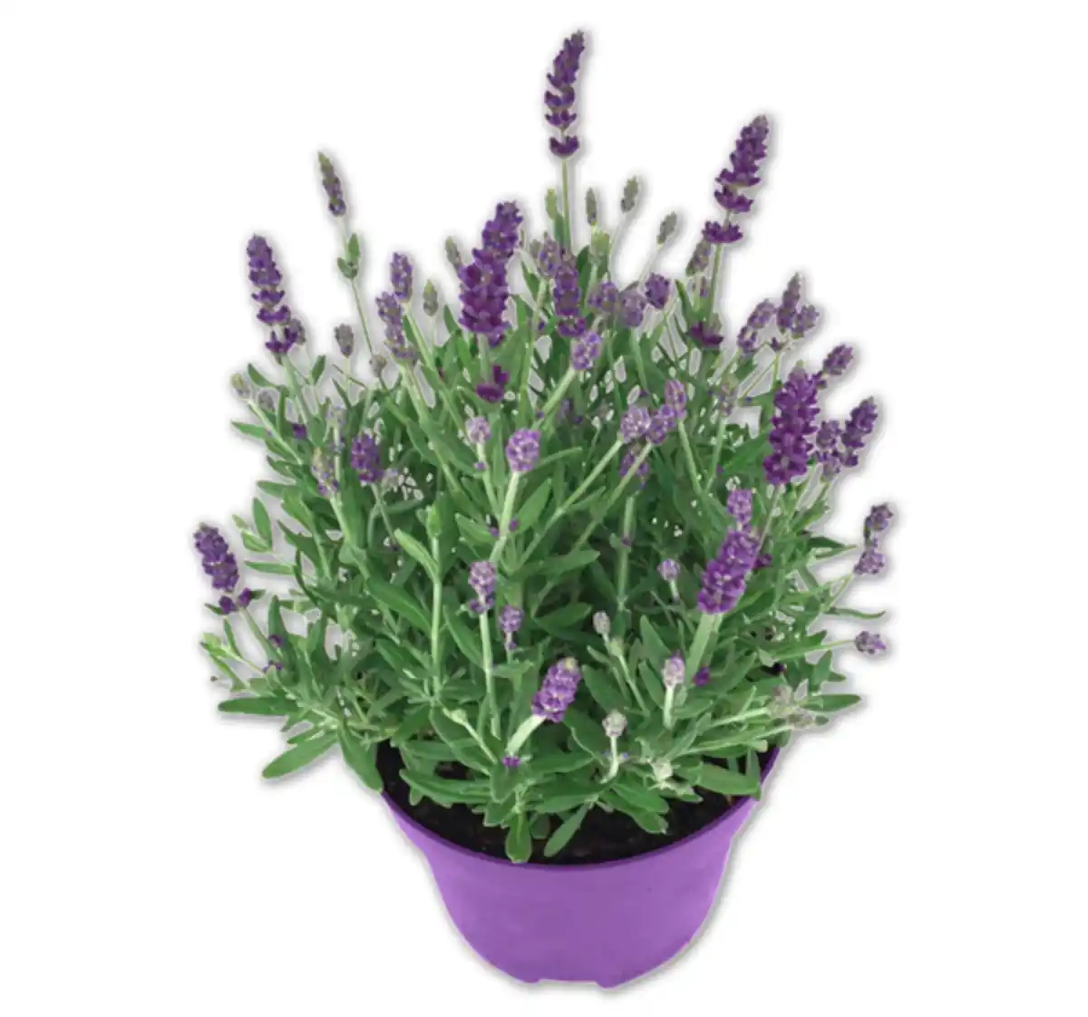 Bild 1 von Lavendel*