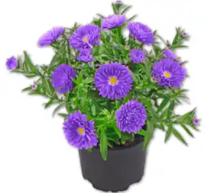 Glattblatt-Aster*