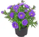 Bild 1 von Glattblatt-Aster*