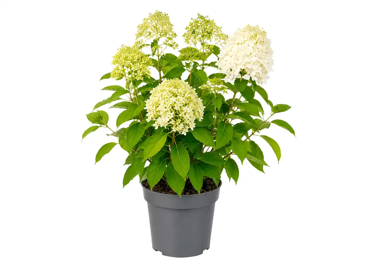 Bild 1 von Hortensie mit 5 Blüten