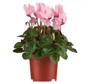 Gartenalpenveilchen*
