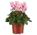 Bild 1 von Gartenalpenveilchen*