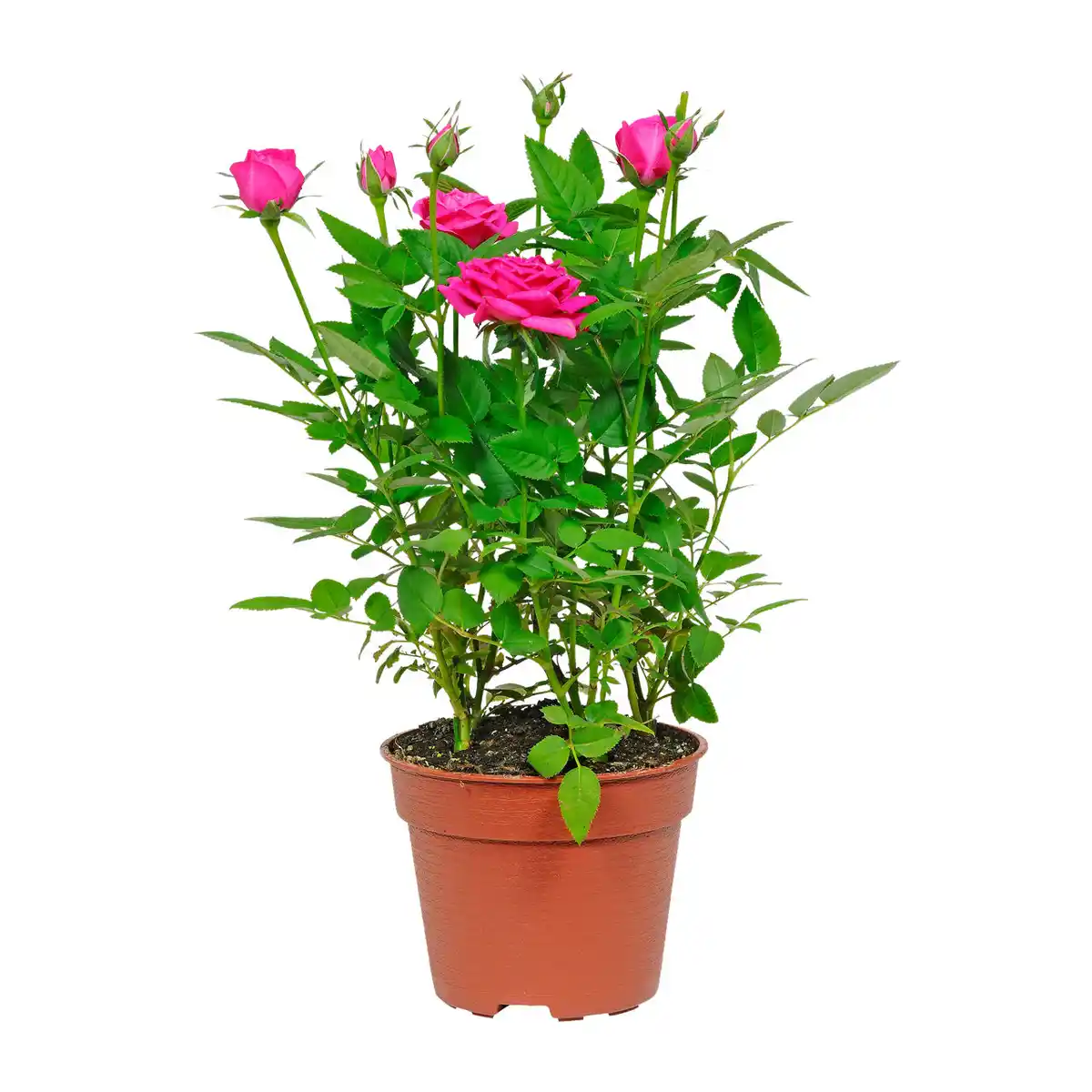 Bild 3 von GARDENLINE Kalanchoe / Gerbera / Topfrose