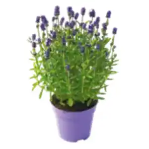 Lavendel/ Stauden-Mix
