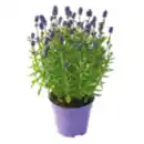 Bild 1 von Lavendel/ Stauden-Mix