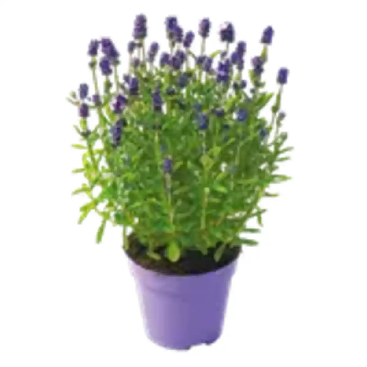 Bild 1 von Lavendel/ Stauden-Mix