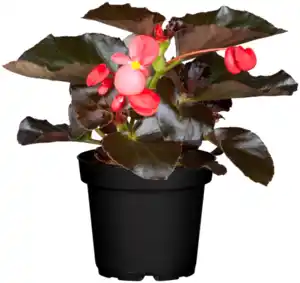 Beet-Mix