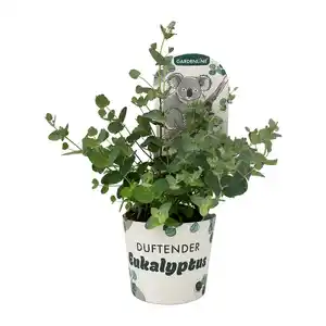GARDENLINE Eukalyptus Koala