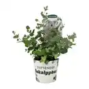Bild 1 von GARDENLINE Eukalyptus Koala
