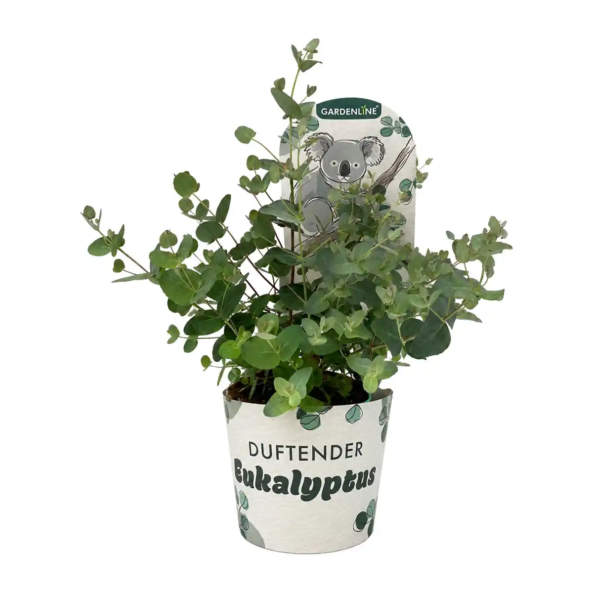 Bild 1 von GARDENLINE Eukalyptus Koala