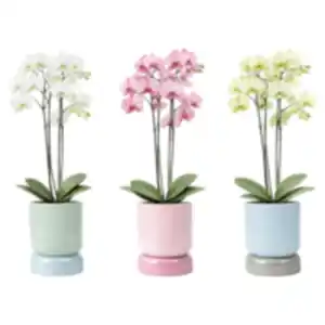 Orchidee
