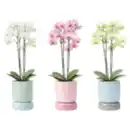 Bild 1 von Orchidee