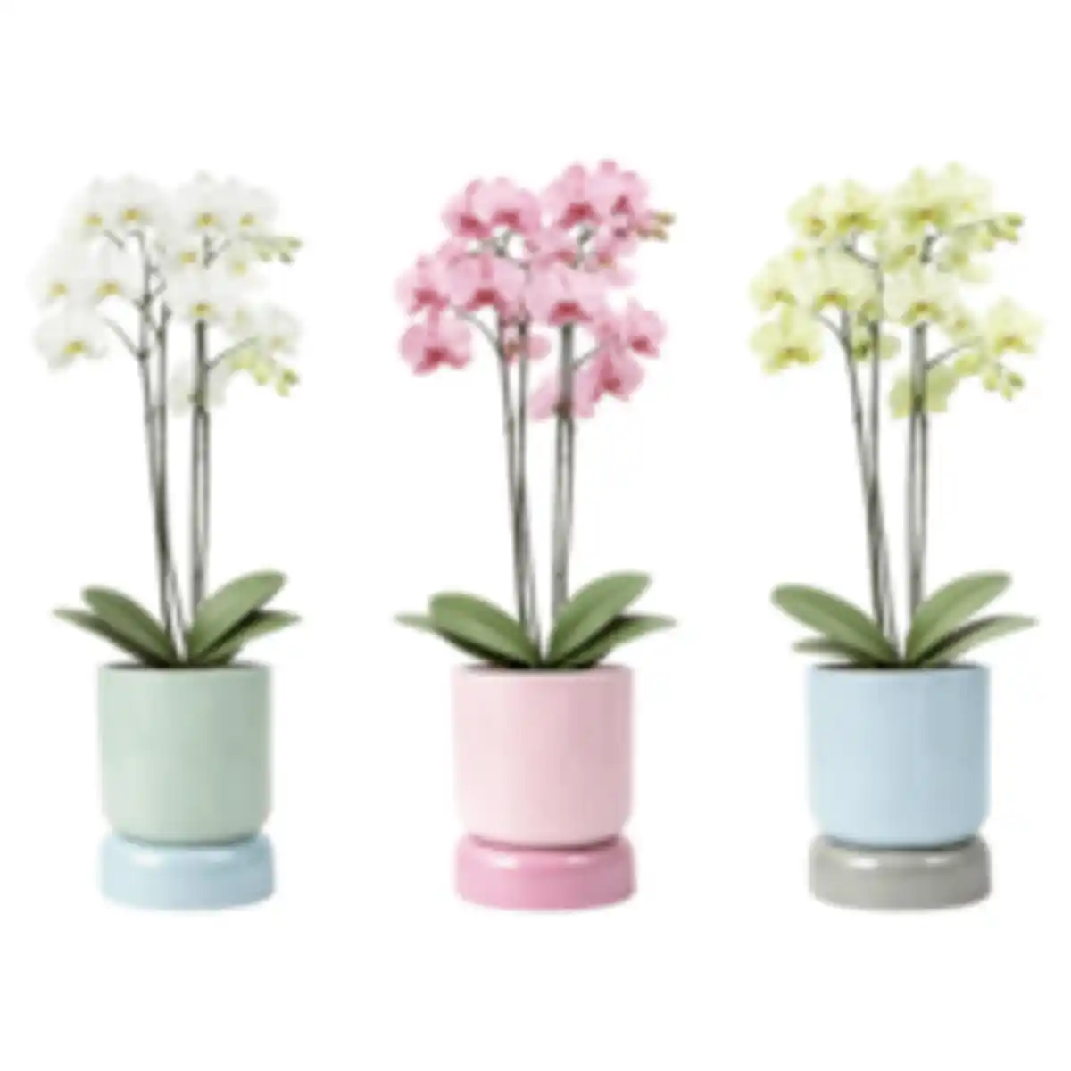 Bild 1 von Orchidee