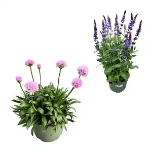 GARDENLINE Gartenpflanze / Staude