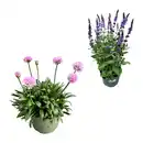 Bild 1 von GARDENLINE Gartenpflanze / Staude