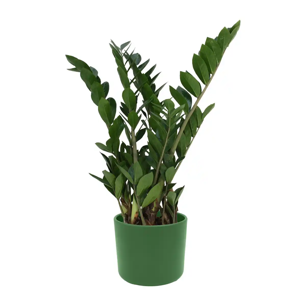 Bild 3 von GARDENLINE Grünpflanzenzauber