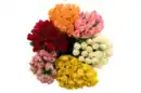 Bild 1 von Rosen
