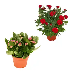 GARDENLINE Kalanchoe / Gerbera / Topfrose