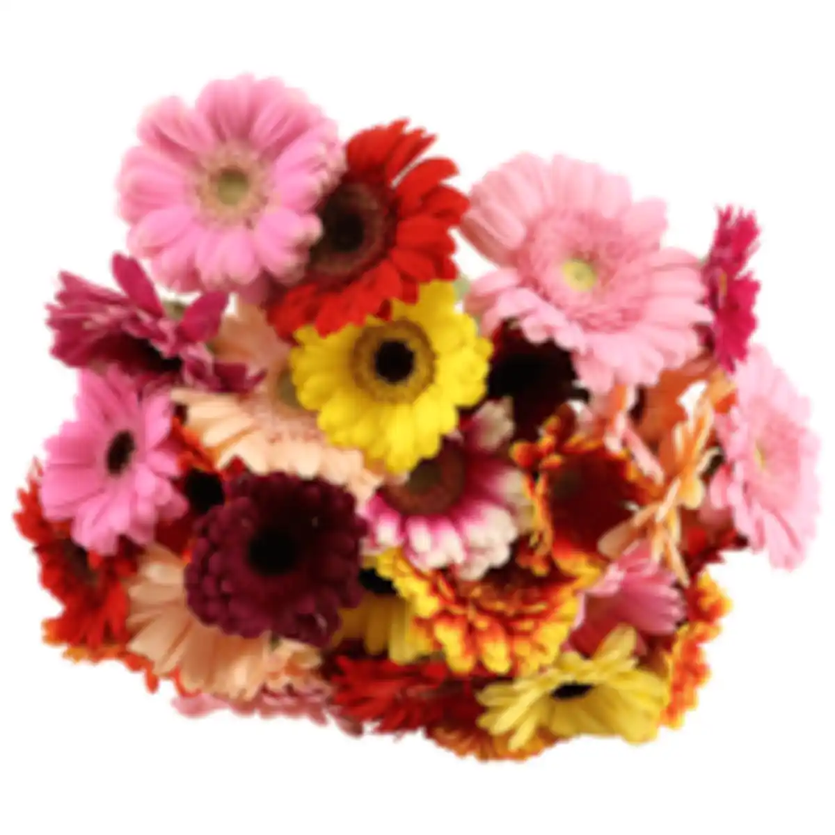 Bild 1 von Gerbera