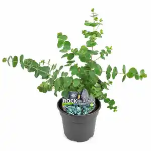 Eucalyptus parvifolia 13 cm Topf