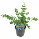 Bild 1 von Eucalyptus parvifolia 13 cm Topf