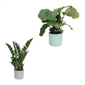 GARDENLINE Grünpflanzenzauber