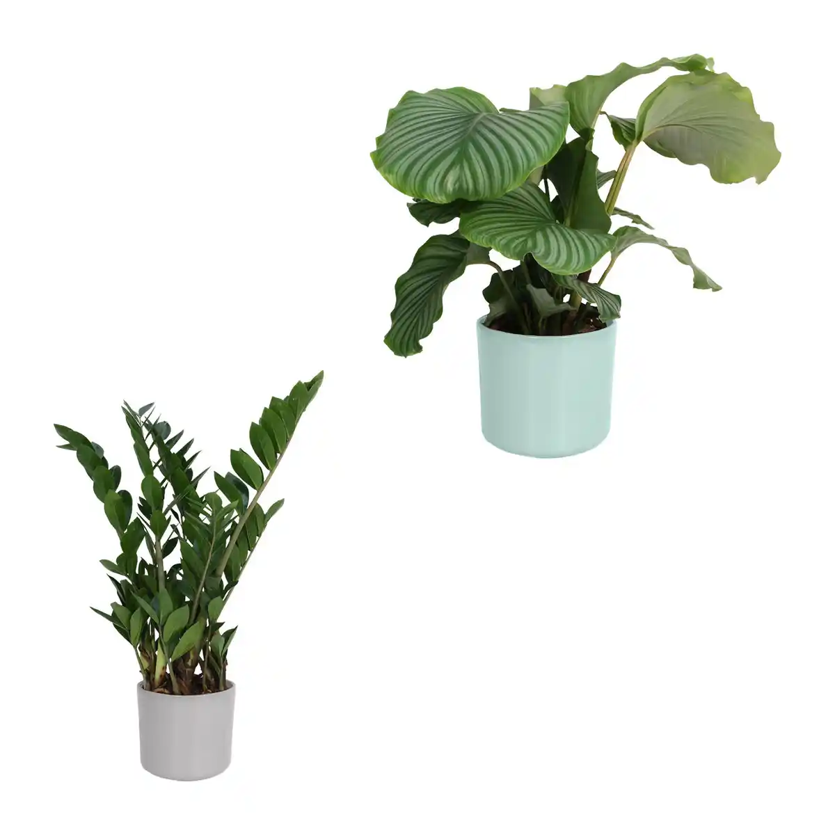 Bild 1 von GARDENLINE Grünpflanzenzauber