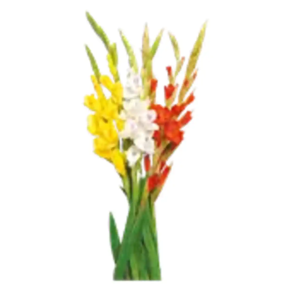 Bild 1 von Schnittblumen Gladiolen „Glamini“