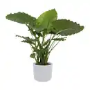Bild 2 von GARDENLINE Grünpflanzenzauber
