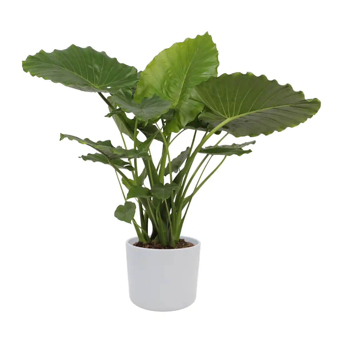 Bild 2 von GARDENLINE Grünpflanzenzauber