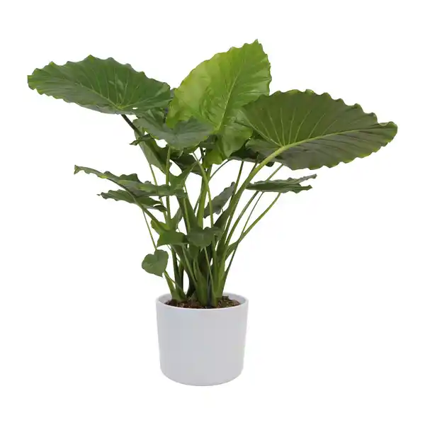 Bild 2 von GARDENLINE Grünpflanzenzauber