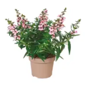 Engelsgesicht „Angelonia“