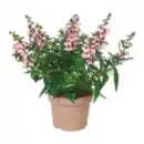 Bild 1 von Engelsgesicht „Angelonia“