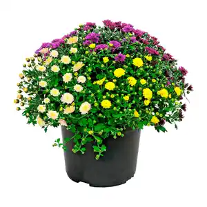GARDENLINE Chrysanthemenbüsche-Trio