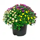 Bild 1 von GARDENLINE Chrysanthemenbüsche-Trio